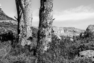 Large tree trunk on Devil's Peak in Cape Town during the afternoon, in black and white