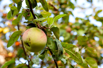 A green apple grows on a branch of an old sick apple tree in the garden. Close-up.