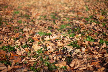 Autumn or Fall leaves on park floor in the evening sun