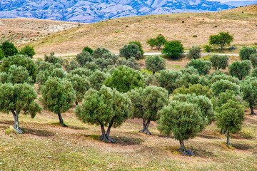 Olive trees in Basilicata, Italy