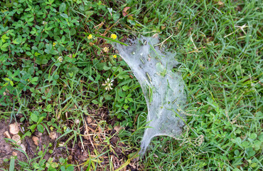 Obraz premium The white dew covered spider web contrasts brightly against the green grass on an early morning in Missouri. Bokeh effect.