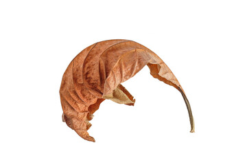 Natural fallen dry leave on white background.