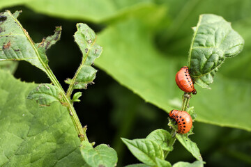 Colorado potato beetle larvae on plant outdoors, closeup