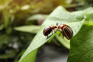 Colorado potato beetles on green plant outdoors, closeup
