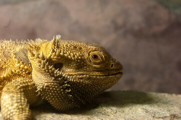 Iguana is a genus of herbivorous lizards that are native to tropical areas of Mexico, Central America, South America, and the Caribbean.