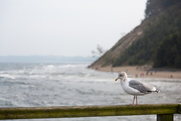 Eine Silbermöwe steht auf einem Geländer aus Holz und schaut auf das Meer hinaus.