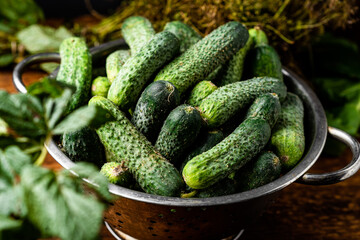 Fresh organic cucumbers in a sieve on a dark wooden background. Preparing for pickling.