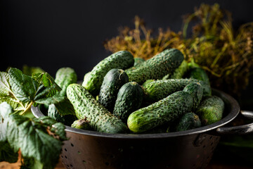 Fresh organic cucumbers in a sieve on a dark wooden background. Preparing for pickling.