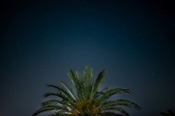 Fototapeta na wymiar Low Angle View Of Palm Against Dark Blue Sky At Night