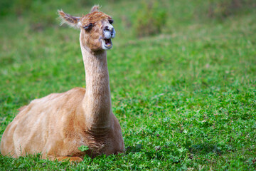 lama sitting wool alpaca mammal farm animal in green field agriculture livestock