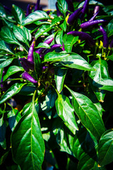 Masquerade Ornamental Pepper Plant
