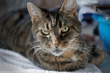Tabby Cat Portrait