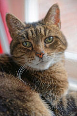Naklejka na ściany i meble Tabby Cat Portrait