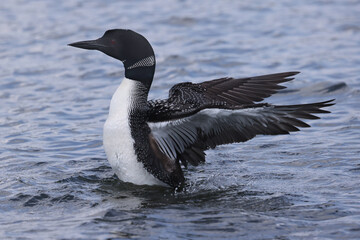 Fototapeta premium Northern Loon swimming, flapping, shaking water off its wings and preening on the lake on a bright summer day