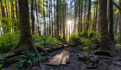 Hiking Path to Mystic Beach in the Vibrant Rainforest and colorful green trees on Juan de Fuca...