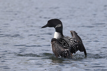 Northern Loon swimming, flapping, shaking water off its wings and preening on the lake on a bright summer day
