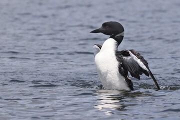 Northern Loon swimming, flapping, shaking water off its wings and preening on the lake on a bright summer day