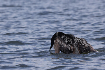 Northern Loon swimming, flapping, shaking water off its wings and preening on the lake on a bright summer day