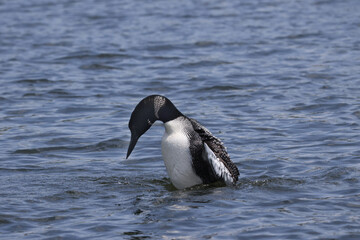 Fototapeta premium Northern Loon swimming, flapping, shaking water off its wings and preening on the lake on a bright summer day