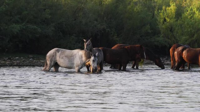 Mid shot of horses wading through a river eating the vegetation in the water.