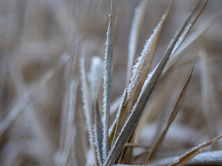 Leafy plant looking like grass on a blurred background