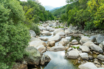Río entre rocas en bosque verde