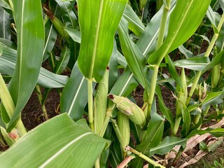 Fototapeta premium ears of corn on the stalk in field