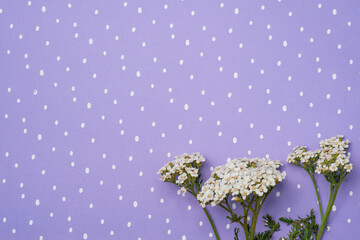 Artistic background. Fresh white wildflowers on a purple background