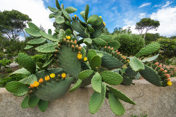 Großer Kaktus mit Blüten auf Mallorca