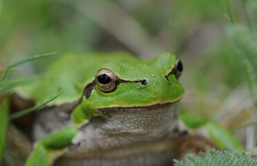 Green frog in the hills above Velingrad, Bulgaria