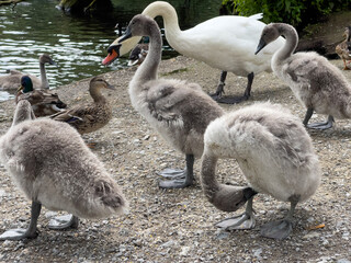 A flock of swans stands next to the water.