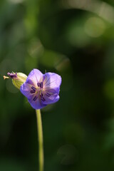 Obraz premium Wild geraniums flower closeup on bokeh green meadow, floral background.