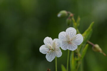 Cranesbills white flowers, geranium wild flowers on green bokeh background, floral background with copy space.