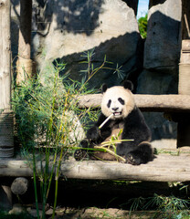 Giant panda eating bamboo in Chinese wild park