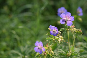 Wild geraniums flowers on bokeh green meadow, floral background.