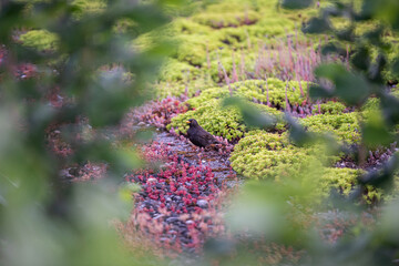 Die Amsel zwischen Pflanzen