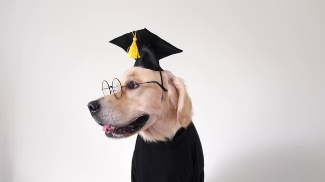 A dog in a graduate costume. A golden retriever in a black graduation hat and glasses sits on a white background with a place for the text. College or university graduation concept. A funny pet.