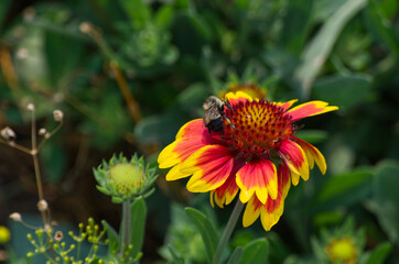 A Blanket Flower Blooming in Summer
