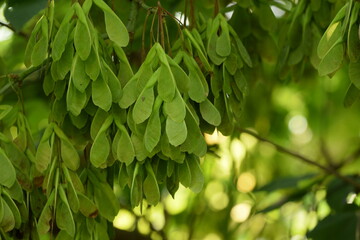 Boxelder maple fruits, green samaras on bokeh green tree background, sunshine in tree branches.