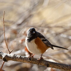 Spotted Towhee in winter, Antelope Island, Utah