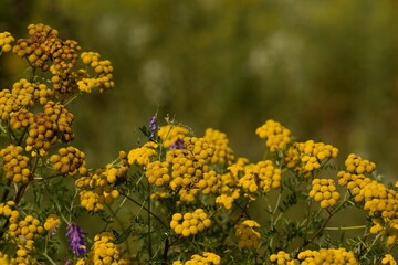 Tansy flowers and some vicia on wild meadow.