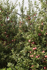 Apple orchard under anti hail nets, summer orchard with red ripening apples, Jeromine variety from Red Delicious group.