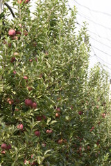 Row of apple trees in orchard under anti hail nets, summer orchard with red ripening apples.
