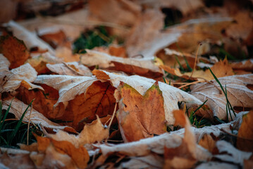 maple leaf frost autumn frost