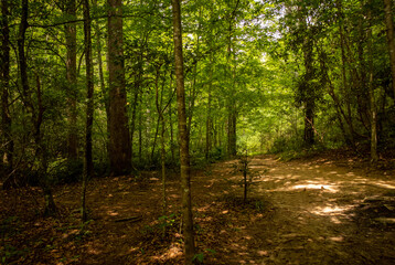Fototapeta premium Forgotten path in the forest.