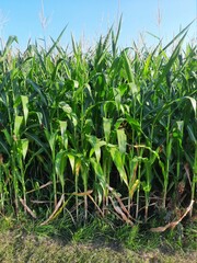 Fototapeta premium corn field with cornstalks and sky
