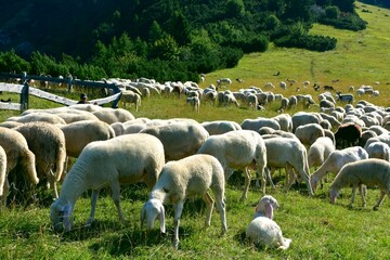 stado owiec, wypasanie zwierząt na łące, barany, owce, wypas, redyk,  - obrazy, fototapety, plakaty