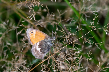 small heath butterfly on grass