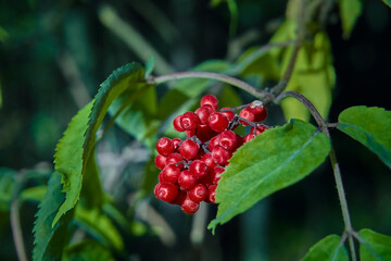 Forest red berry on a bush with green leaves, the name honeysuckle. Poisonous, wolfberry close-up. The period of flowering and development of plants
