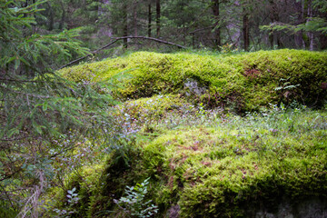 forest path in the woods in asummer day.   camping. Hiking, lifestyle. 